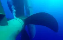 Gallery Under Water Job (inspection, search, cleaning and repairs) 10 propeller_port_view