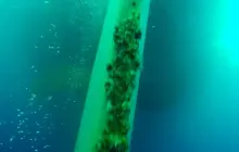 Gallery Under Water Job (inspection, search, cleaning and repairs) 12 rudder